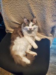 Lost Female Cat last seen Barker Cypress and Morton, Houston, TX 77084