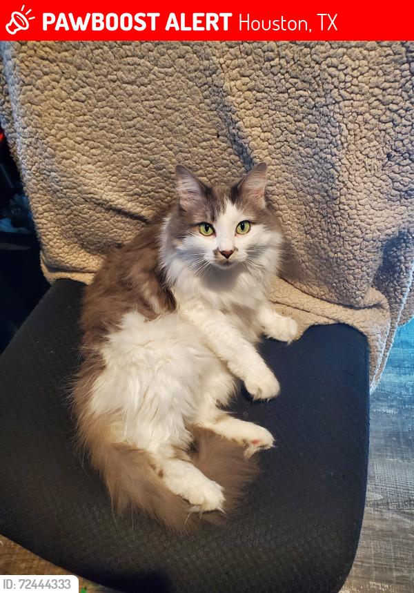 Lost Female Cat last seen Barker Cypress and Morton, Houston, TX 77084