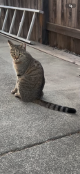 Lost Female Cat last seen Regency Circle, Ulatis, Vacaville, CA 95687