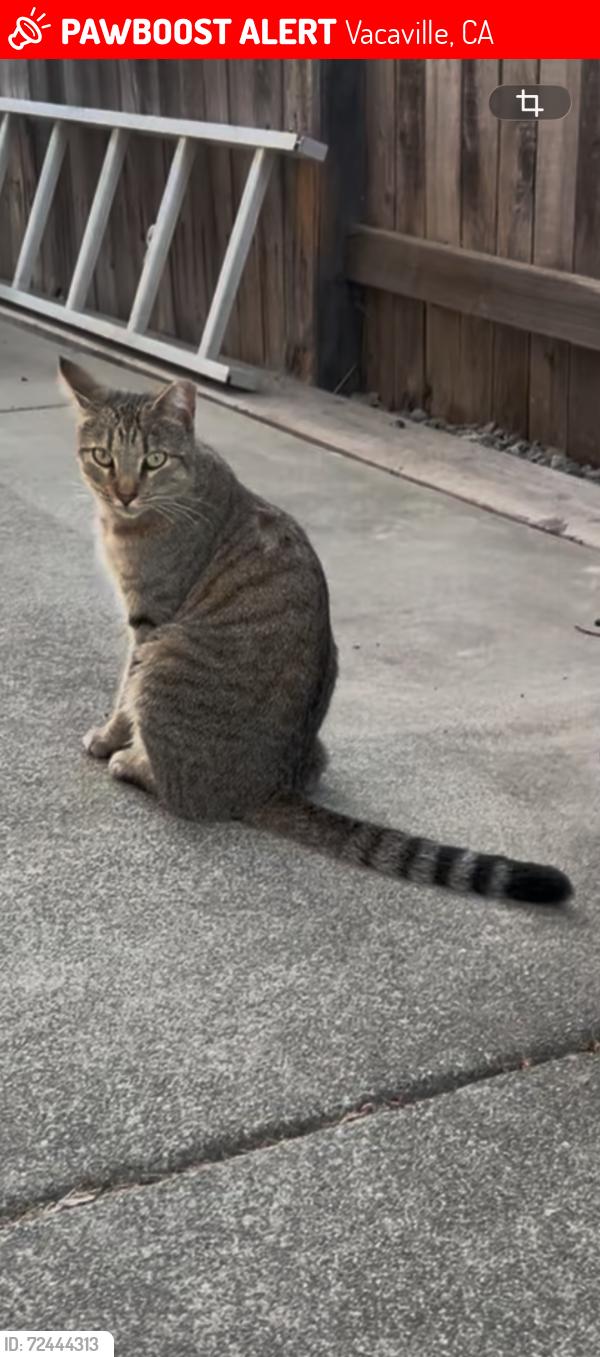 Lost Female Cat last seen Regency Circle, Ulatis, Vacaville, CA 95687