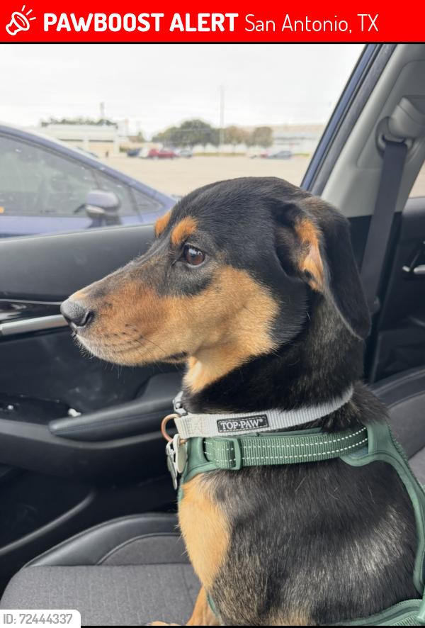 Lost Female Dog last seen St Mary's University, San Antonio, TX 78228