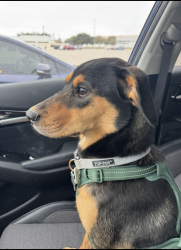 Lost Female Dog last seen St Mary's University, San Antonio, TX 78228
