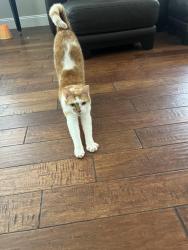 Lost Male Cat last seen Murrieta Hot Springs Rd & Pourroy Rd, Riverside County, CA 92563