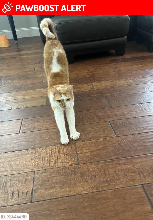 Lost Male Cat last seen Murrieta Hot Springs Rd & Pourroy Rd, Riverside County, CA 92563
