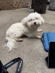 Lost Female Dog last seen Meece bridge road, Taylors, SC 29687