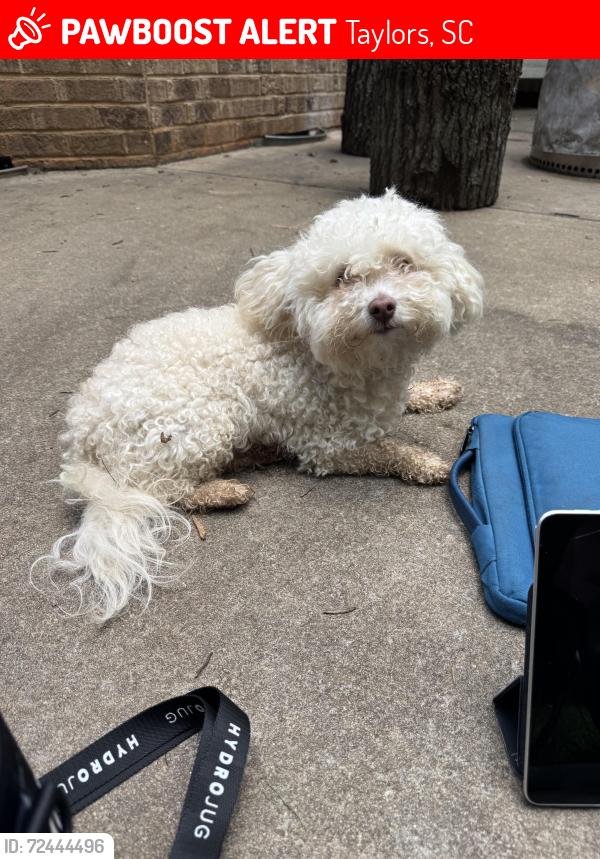 Lost Female Dog last seen Meece bridge road, Taylors, SC 29687