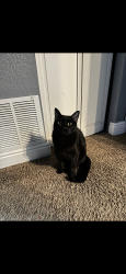Lost Female Cat last seen the street of 476 w quartz road, Tooele, UT 84074
