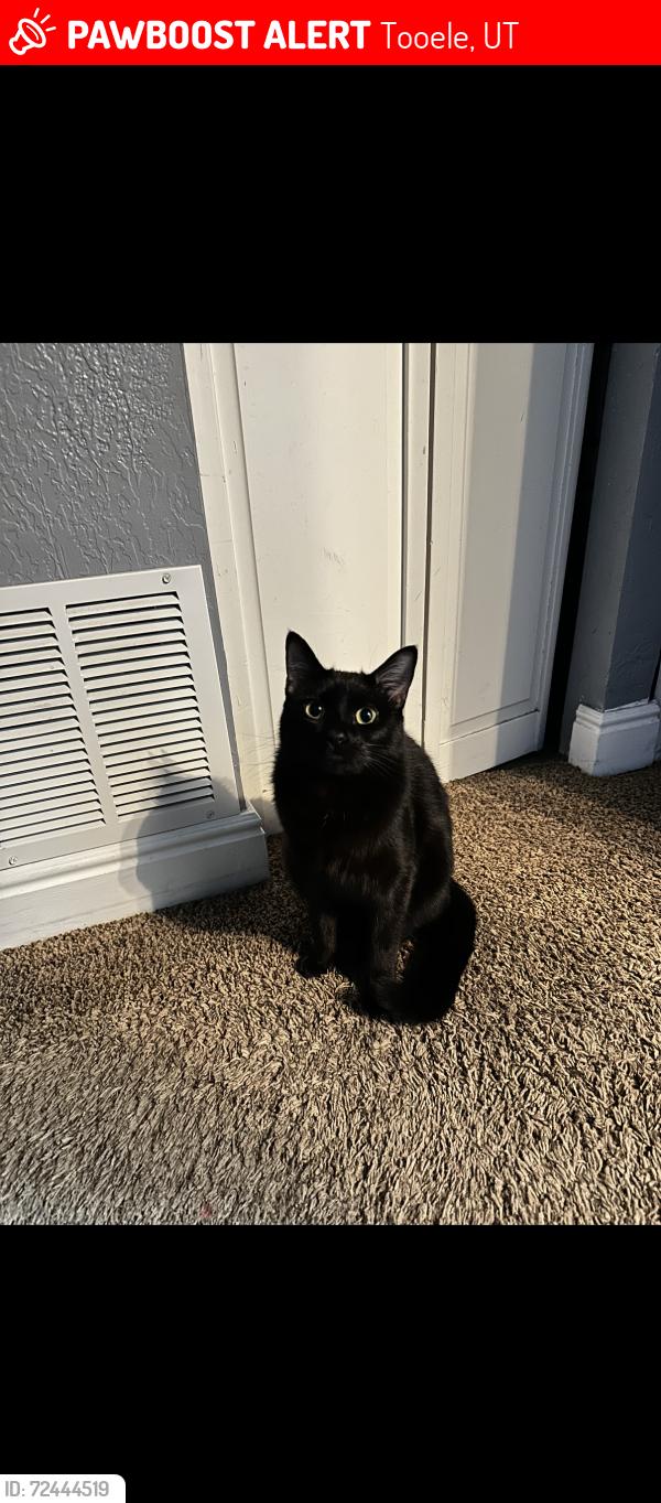 Lost Female Cat last seen the street of 476 w quartz road, Tooele, UT 84074
