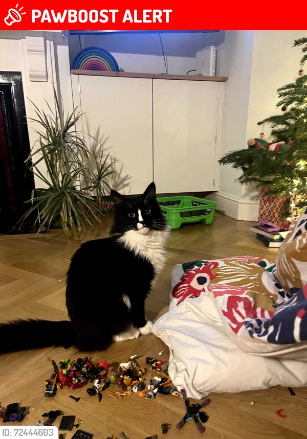Lost Male Cat last seen Garden, Bishopston, England BS7 9JN
