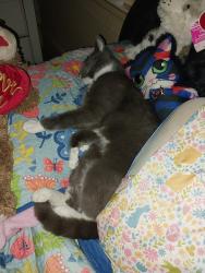 Lost Male Cat last seen Evergreen and oleander area, Goldsboro, NC 27530