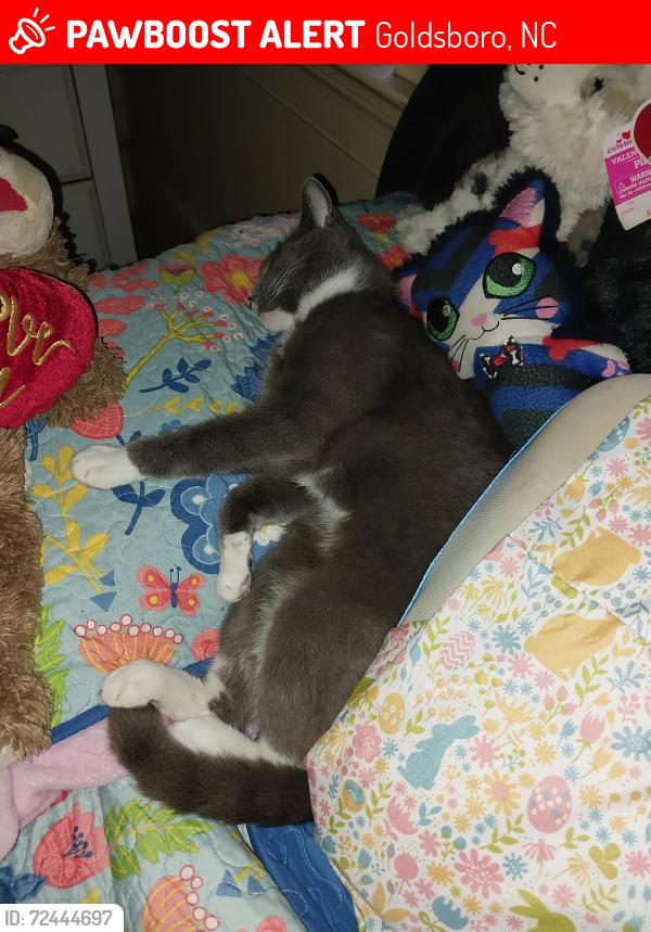 Lost Male Cat last seen Evergreen and oleander area, Goldsboro, NC 27530