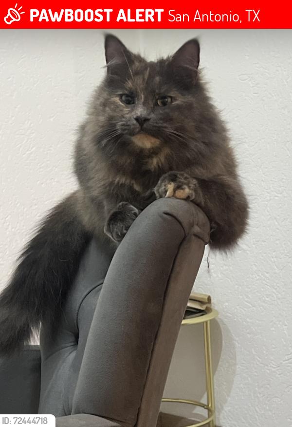 Lost Female Cat last seen hse/ 6235 wildgras spur, San Antonio, TX 78244