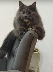 Lost Female Cat last seen hse/ 6235 wildgras spur, San Antonio, TX 78244