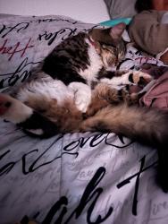 Lost Male Cat last seen Brooks ave and pleasant view, Keizer, OR 97303