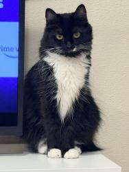 Lost Female Cat last seen Close Macdonald’s , Richmond, CA 94804