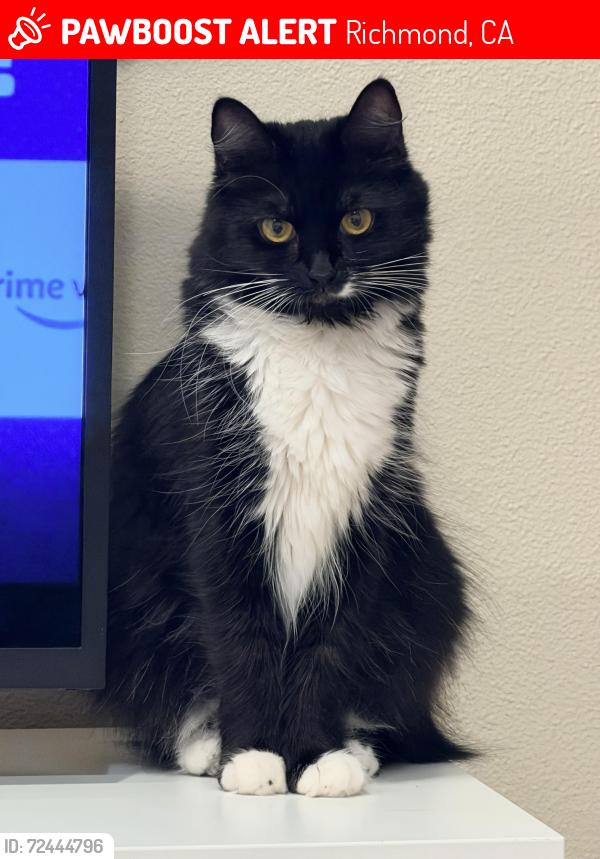 Lost Female Cat last seen Close Macdonald’s , Richmond, CA 94804