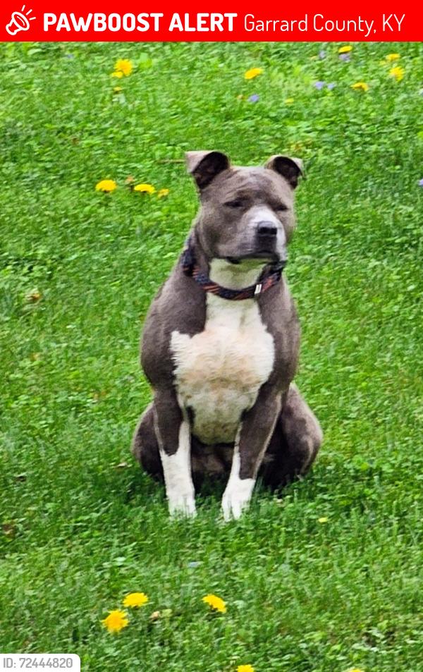 Lost Female Dog last seen Near and Richmond Loop 1, Garrard County, KY 40444