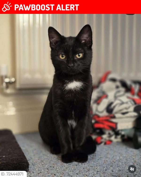 Lost Male Cat last seen Barnstaple, Devon, England EX32 7RJ