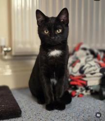 Lost Male Cat last seen Barnstaple, Devon, England EX32 7RJ