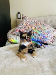 Lost Female Cat last seen La diosa de los moles, Bell Gardens, CA 90201