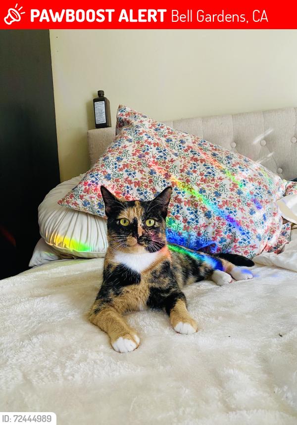Lost Female Cat last seen La diosa de los moles, Bell Gardens, CA 90201