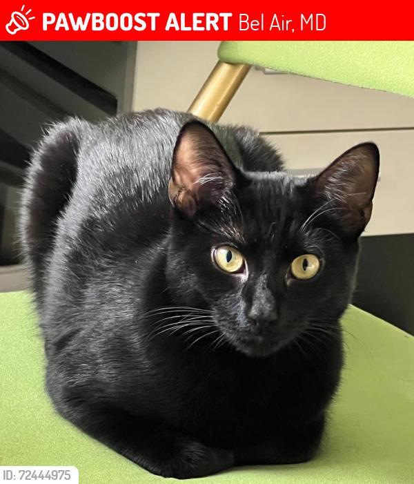 Lost Female Cat last seen Prindle Dr & S Fountain Green Rd, Bel Air, MD 21015