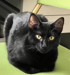 Lost Female Cat last seen Prindle Dr & S Fountain Green Rd, Bel Air, MD 21015