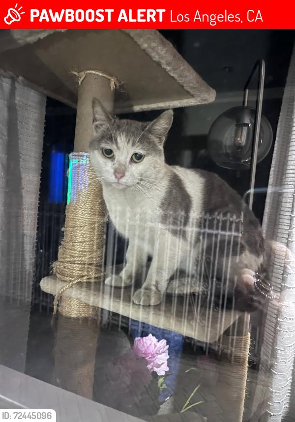 Lost Male Cat last seen Wyandotte St & Case , Los Angeles, CA 91352