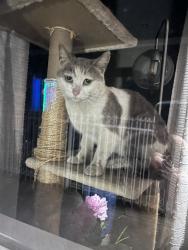 Lost Male Cat last seen Wyandotte St & Case , Los Angeles, CA 91352