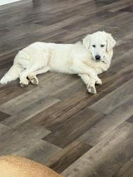 Lost Female Dog last seen Old Alton Rd, Argyle TX, Denton County, TX 76210
