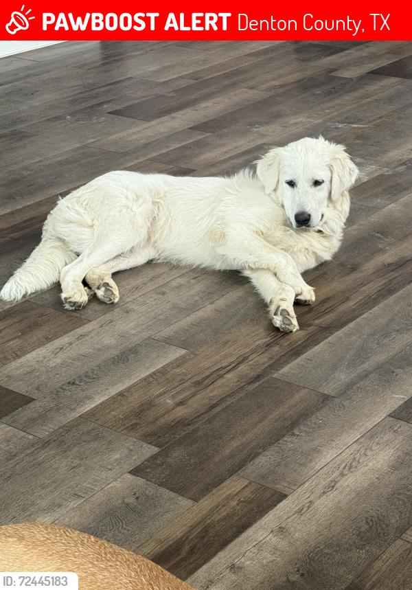 Lost Female Dog last seen Old Alton Rd, Argyle TX, Denton County, TX 76210