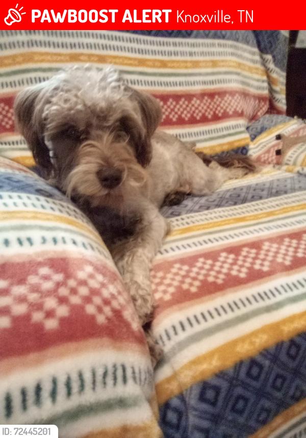 Lost Female Dog last seen Holston Drive, Knoxville, TN 37914