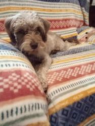 Lost Female Dog last seen Holston Drive, Knoxville, TN 37914