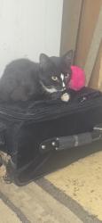 Lost Male Cat last seen Brews tavern , Fort Mill, SC 29707