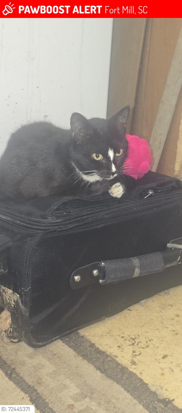 Lost Male Cat last seen Brews tavern , Fort Mill, SC 29707