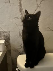 Lost Male Cat last seen Jupiter and Carissa circle, Dallas, TX 75218