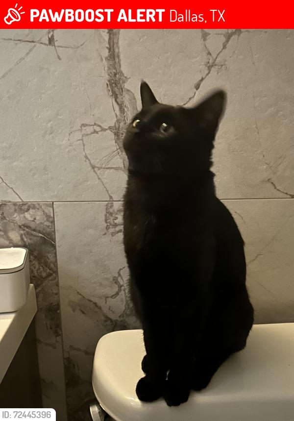Lost Male Cat last seen Jupiter and Carissa circle, Dallas, TX 75218