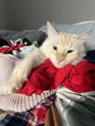 Lost Male Cat last seen Near Cedarcreek St. , Santa Clarita, CA 91351