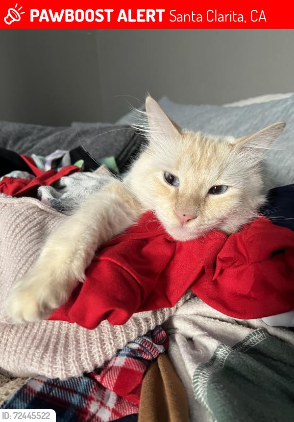Lost Male Cat last seen Near Cedarcreek St. , Santa Clarita, CA 91351