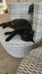 Lost Male Cat last seen Lake Tishomingo Hillsborohousesprings Rd, Hillsboro, MO 63050