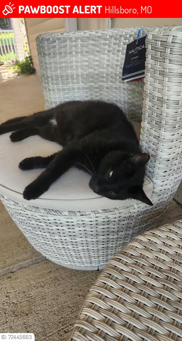 Lost Male Cat last seen Lake Tishomingo Hillsborohousesprings Rd, Hillsboro, MO 63050