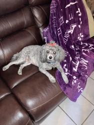 Lost Female Dog last seen Cedar valley cir Lancaster tx, Lancaster, TX 75134
