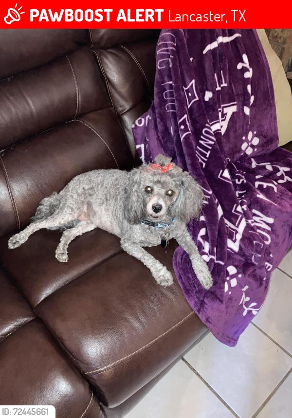 Lost Female Dog last seen Cedar valley cir Lancaster tx, Lancaster, TX 75134