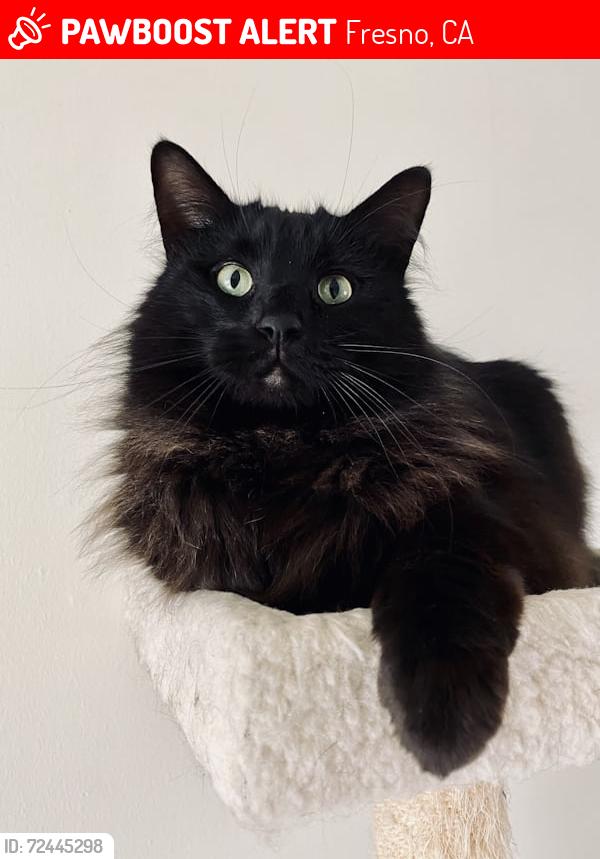 Lost Male Cat last seen butler & villa (suunyside area), Fresno, CA 93727