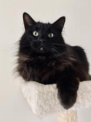 Lost Male Cat last seen butler & villa (suunyside area), Fresno, CA 93727
