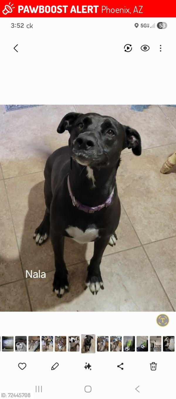Lost Female Dog last seen 35th ave and cactus, Phoenix, AZ 85029