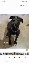 Lost Female Dog last seen 35th ave and cactus, Phoenix, AZ 85029