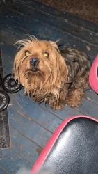 Lost Male Dog last seen Near e campo bello dr, Phoenix, AZ 85022