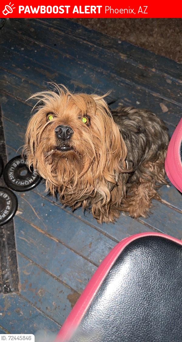 Lost Male Dog last seen Near e campo bello dr, Phoenix, AZ 85022