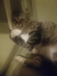 Lost Male Cat last seen Walnut street , Redmond, OR 97756